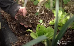 Micro jardin-forêt : comment bien le concevoir ?