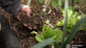 Micro jardin-forêt : comment bien le concevoir ?