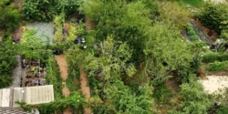 Micro jardin-forêt : comment bien le concevoir ?