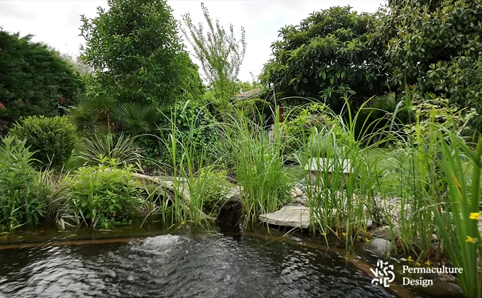 Plantes aquatiques d'une piscine écologique.