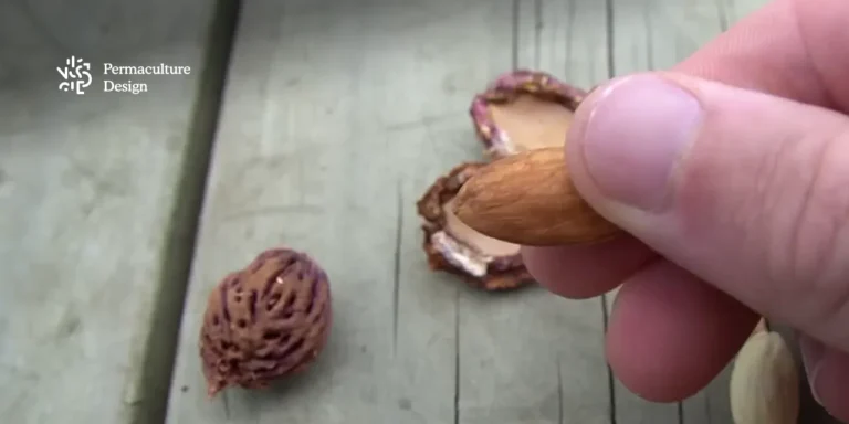Noyau de pêche et amande en coque, graines d'arbres fruitiers à semer