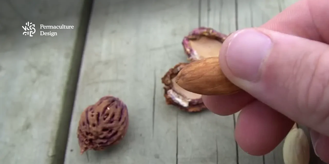 Noyau de pêche et amande en coque, graines d'arbres fruitiers à semer