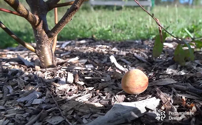 Noyau semé à demeure au pied d'un arbre paillé