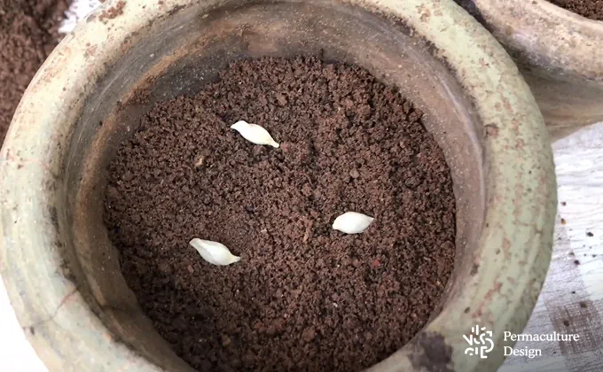 Semis de trois graines de citrons dans un pot de terreau