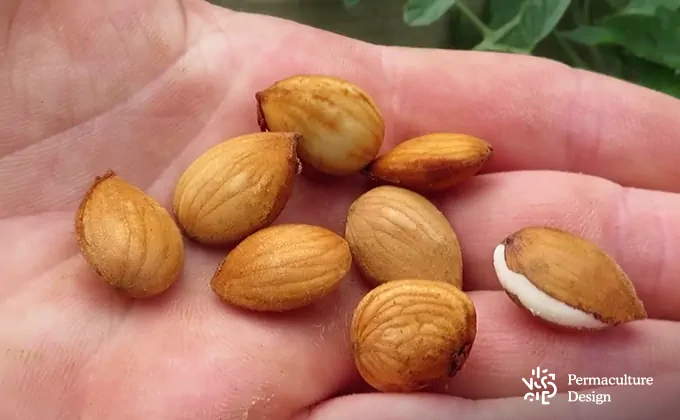 Amandes douces germées avec radicule, prêtes à semer