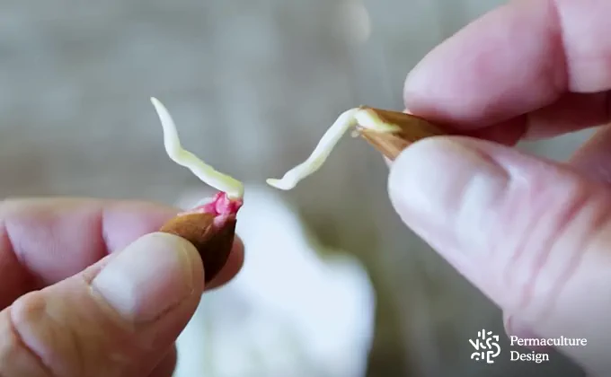 Poignée d'amandes douces décortiquées, une radicule pointe