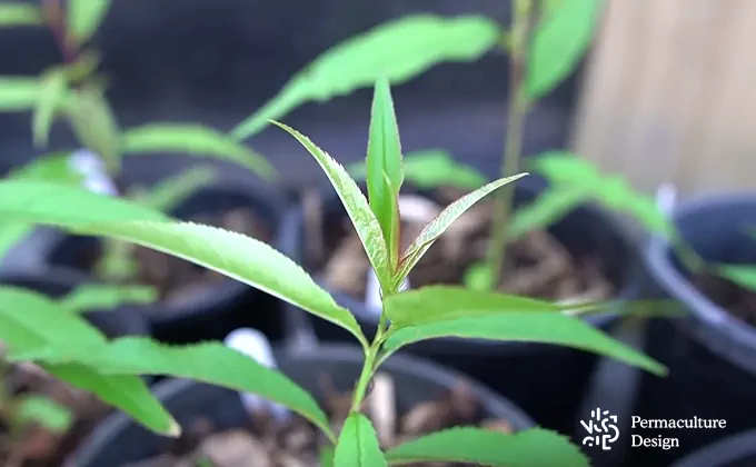 Jeunes plants de fruitiers issus de semis en godets