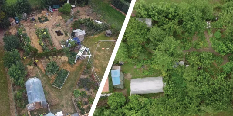 Vue aérienne du potager de Sébastien en 2020 et cinq ans plus tard, planches de culture nues devenues canopée dense