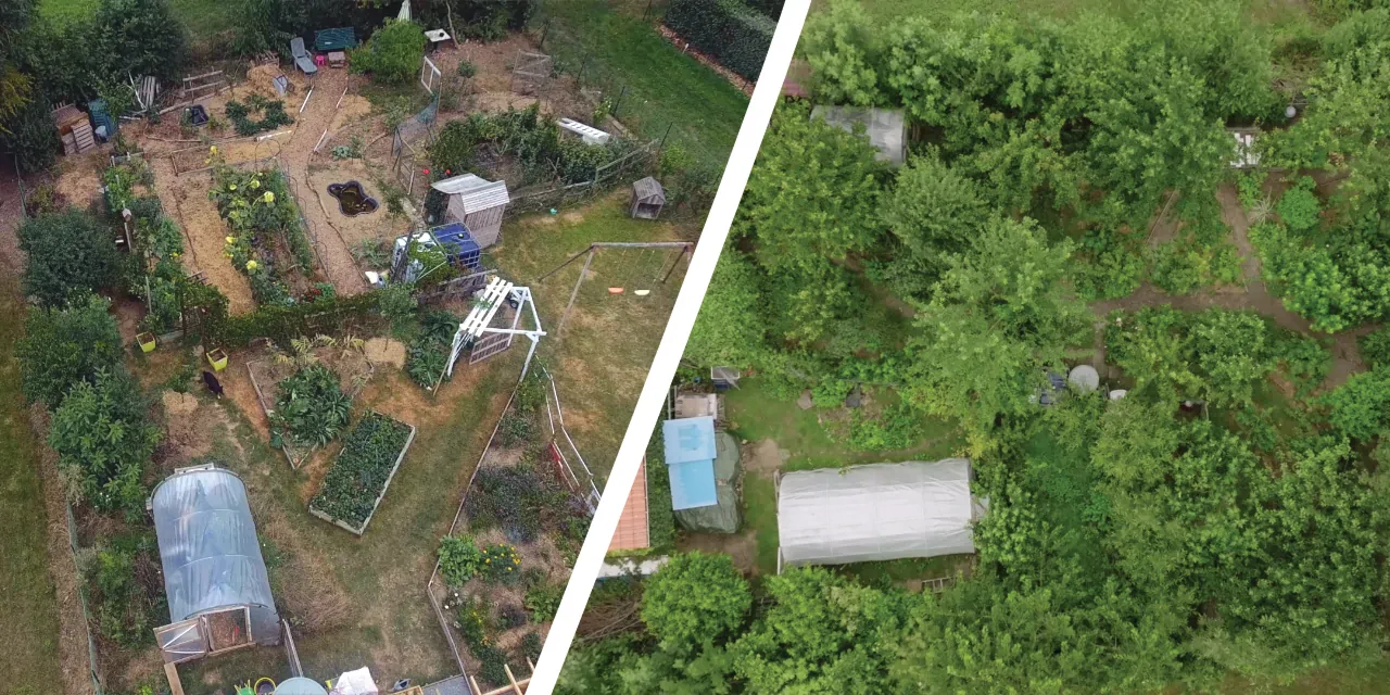 Vue aérienne du potager de Sébastien en 2020 et cinq ans plus tard, planches de culture nues devenues canopée dense